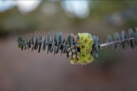 Eucalyptus Kruseana - Photograph by Peter Taylor Photos